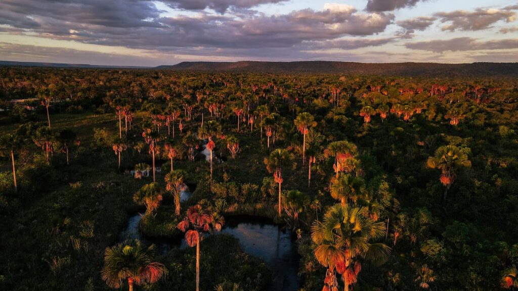 imagem do whatsapp de 2025 08 13 à(s) 12.27.10 f46e272a