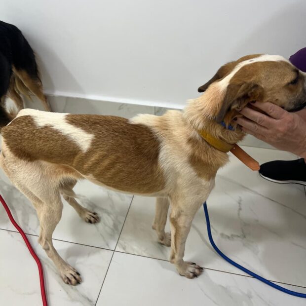 imagem do whatsapp de 2025 08 13 à(s) 21.50.11 34b7a01a