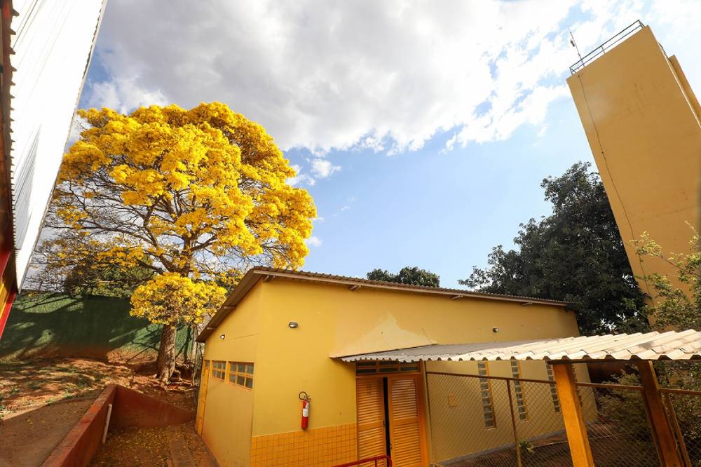 ipê amarelo