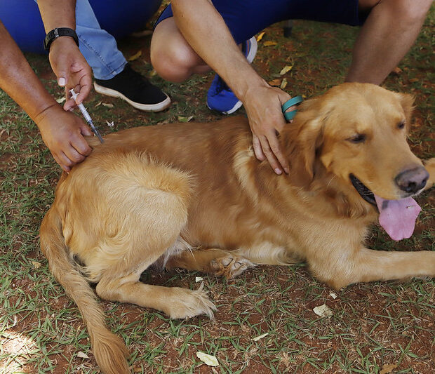 Foto: Jhonatan Cantarelle/Agência Saúde-DF