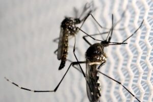 aedes dengue mosquito