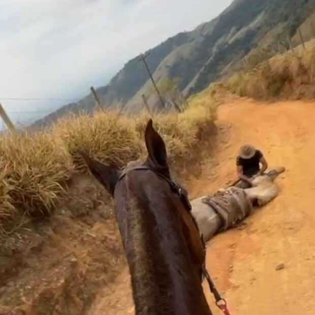cavalo que teve as patas cortadas em bananal