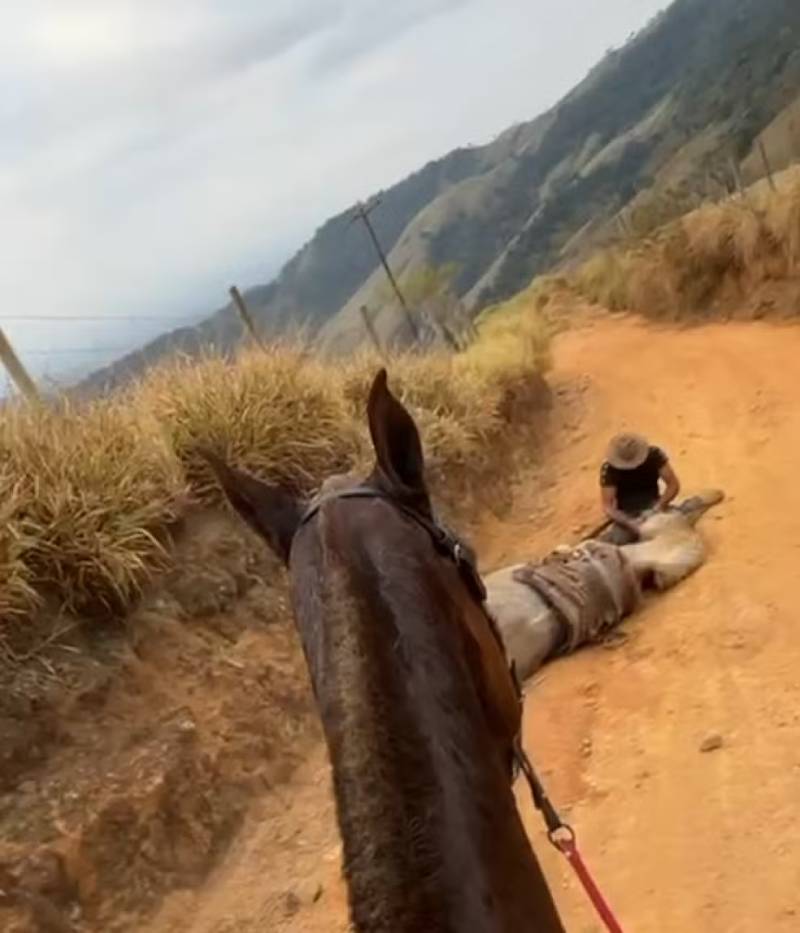 cavalo que teve as patas cortadas em bananal