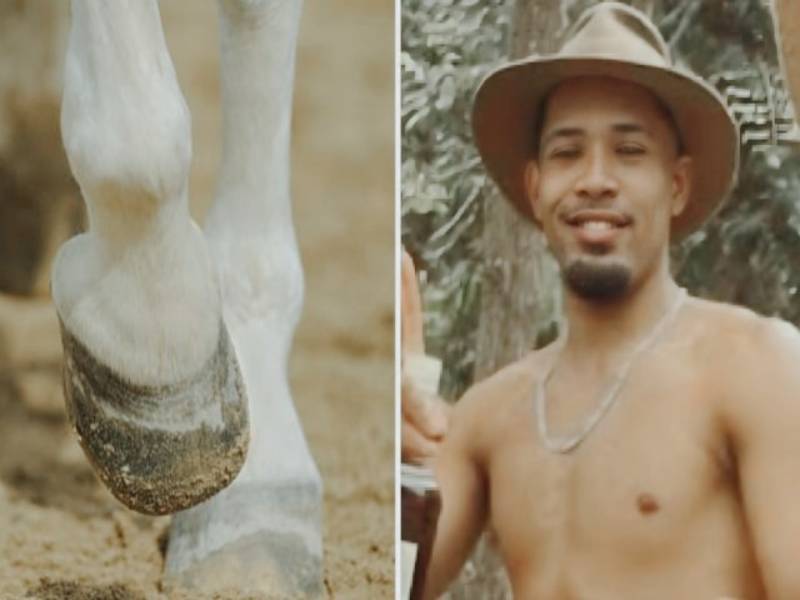 cavalo em bananal (1)