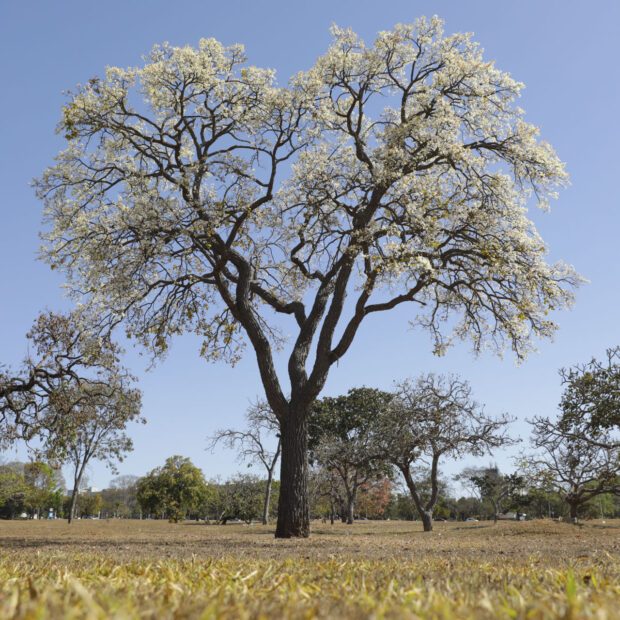Foto: Geovana Albuquerque/Agência Brasília