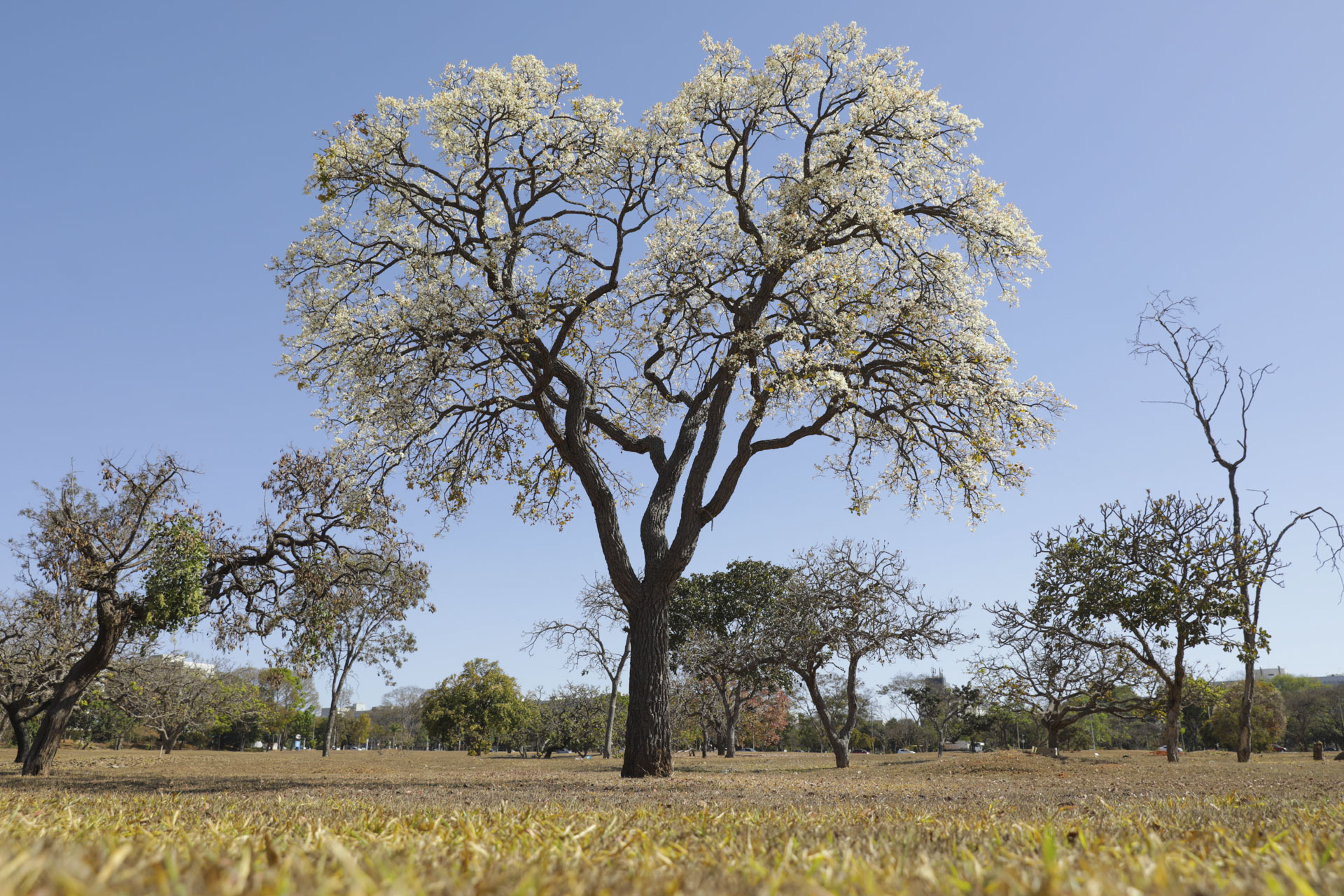 Foto: Geovana Albuquerque/Agência Brasília