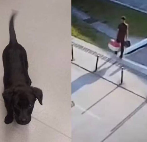 passageiro abandona cachorro