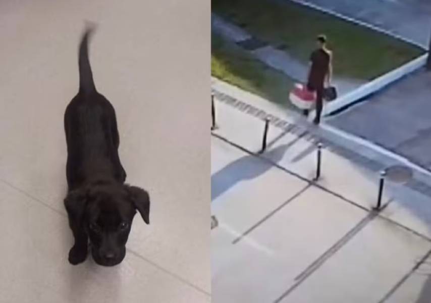 passageiro abandona cachorro