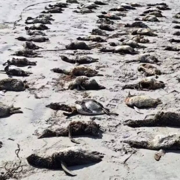 mais de 650 pinguins de magalhães são achados mortos no litoral de sp em uma semana