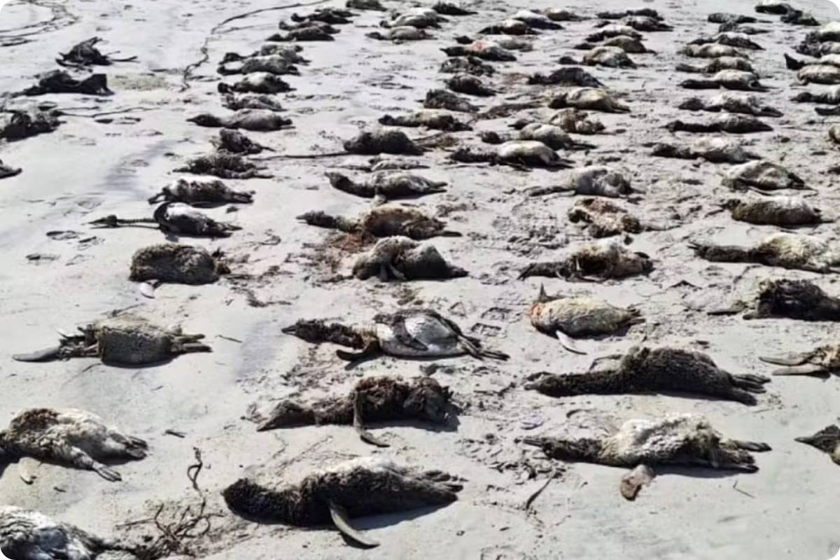 mais de 650 pinguins de magalhães são achados mortos no litoral de sp em uma semana