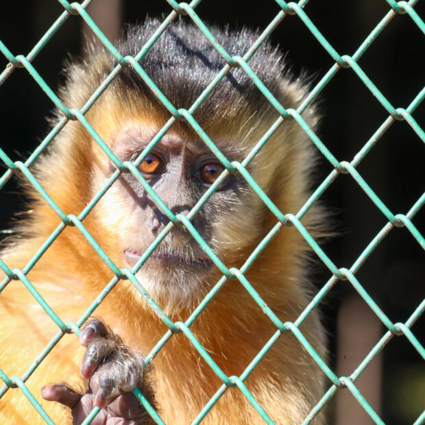 foto joel rodriguesagência brasília