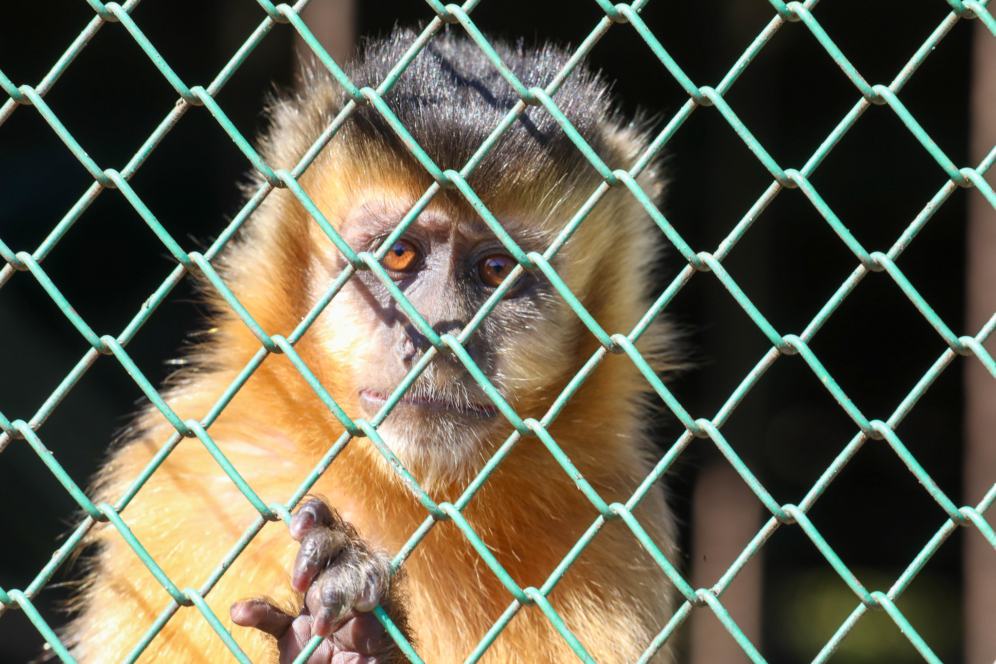 foto joel rodriguesagência brasília
