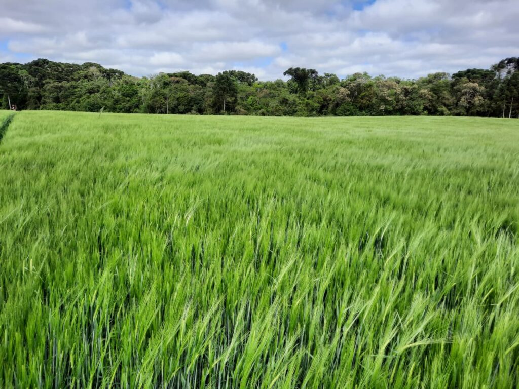 imagem do whatsapp de 2025 08 25 à(s) 10.07.46 e3345489