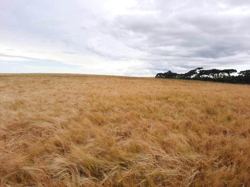 imagem do whatsapp de 2025 08 25 à(s) 10.07.46 7a06e99e