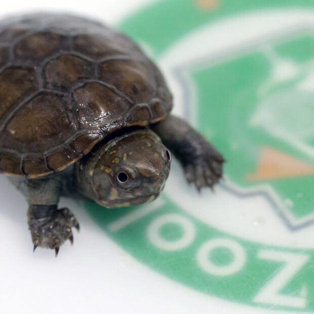 mexico animal conservation turtle