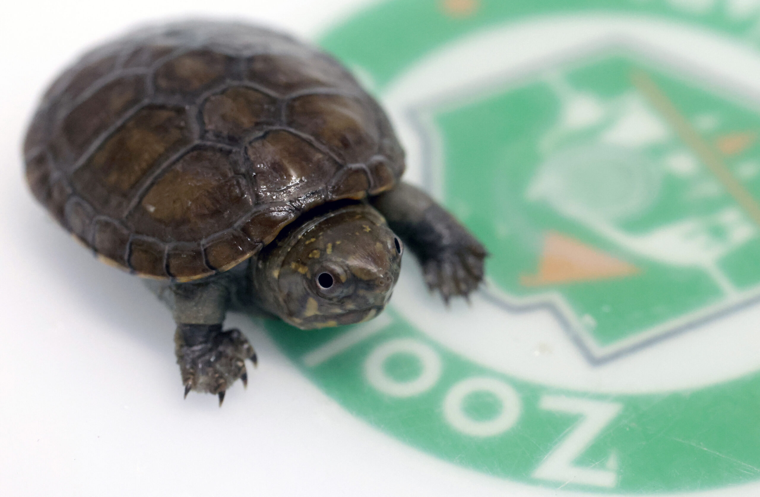 mexico animal conservation turtle