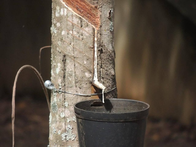 Foto: Apabor Divulgação