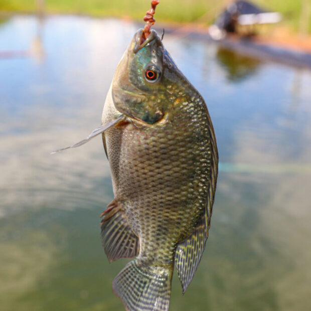 foto paulo h carvalho 3 1 1024x683 (1)