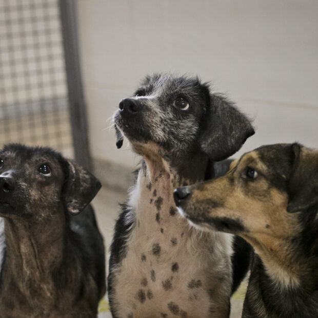 Foto: Breno Esaki/Arquivo Agência Saúde-DF
