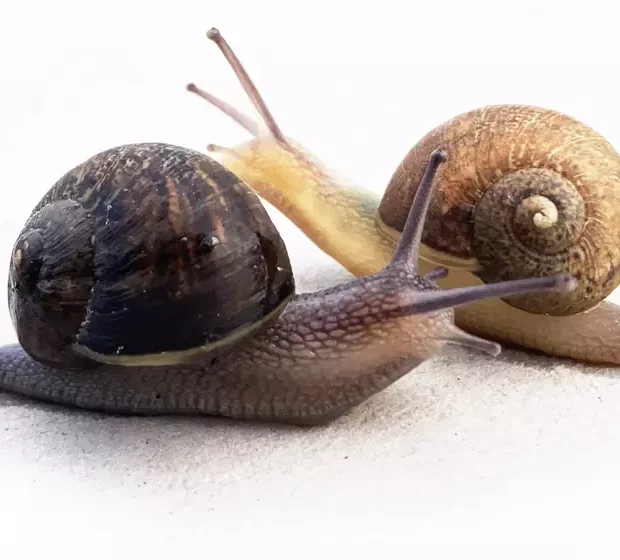 img 1058 copy3 1300x940 t4vpoy75gcvm