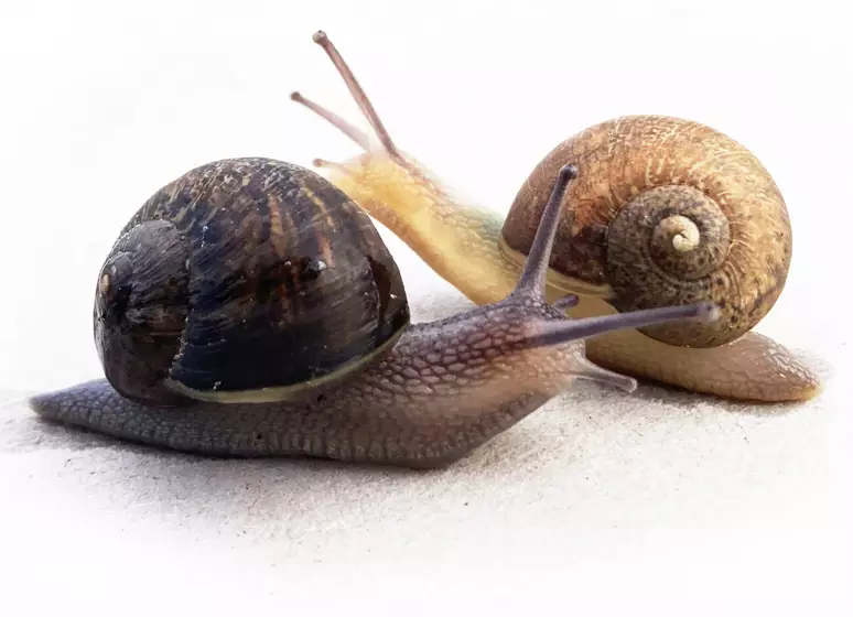 img 1058 copy3 1300x940 t4vpoy75gcvm