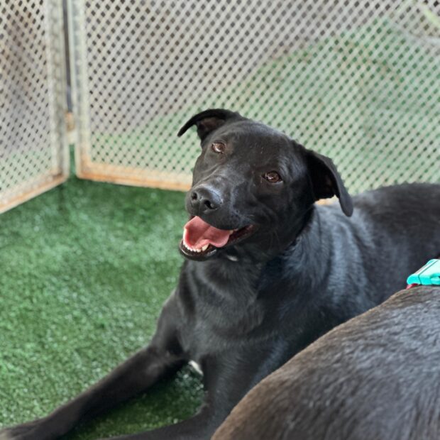 30.8. adoção expoabra. foto divulgação5