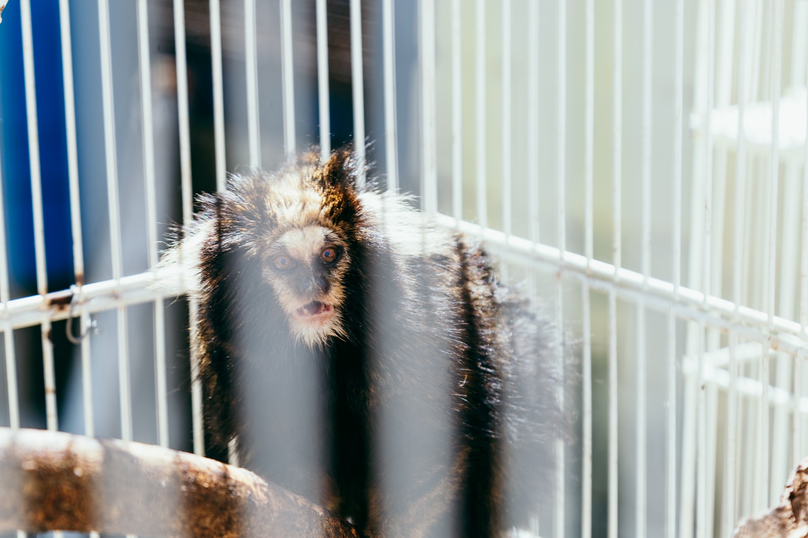 zoologico casal de saguis