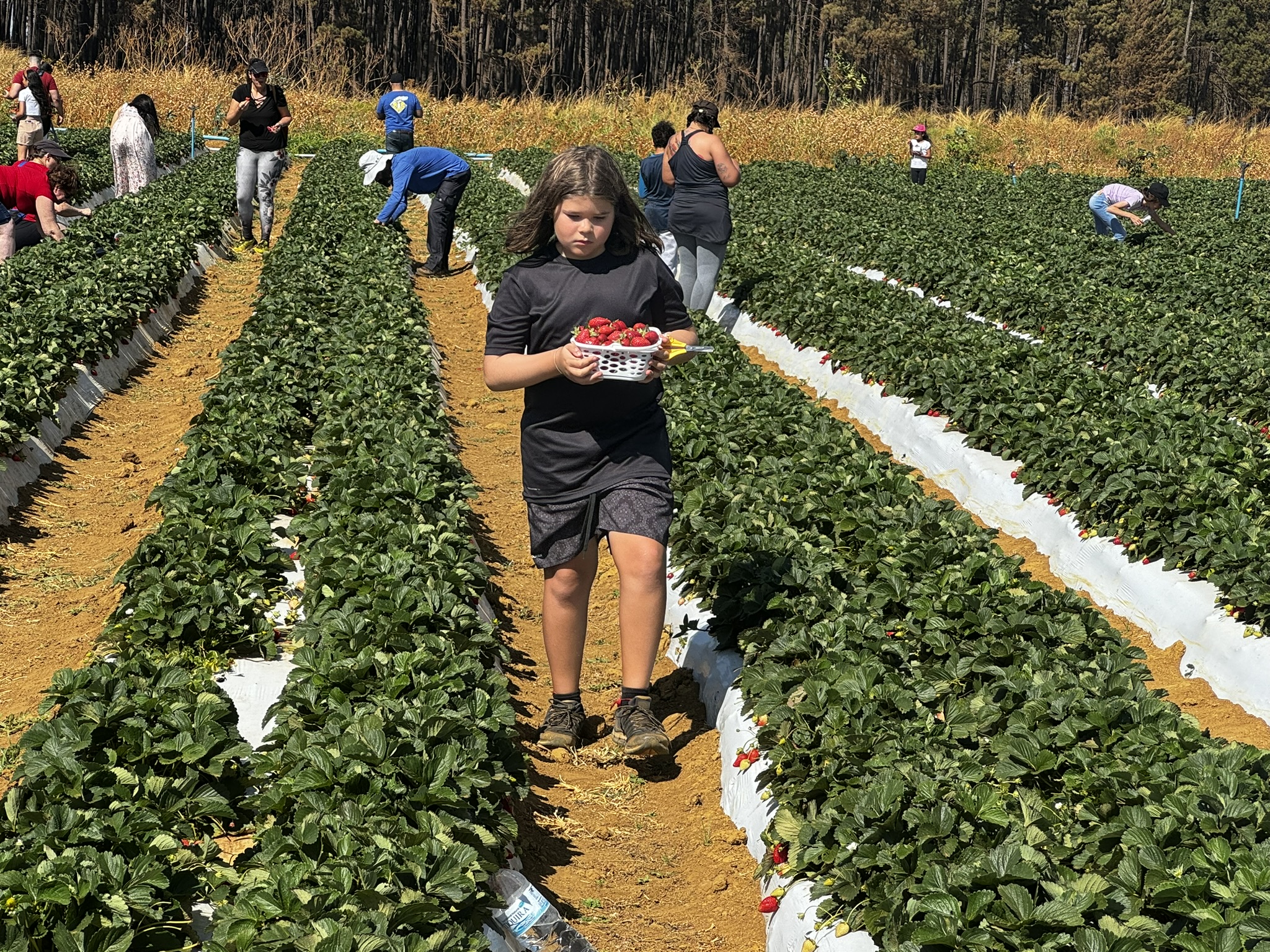 Foto: Divulgação/Emater-DF