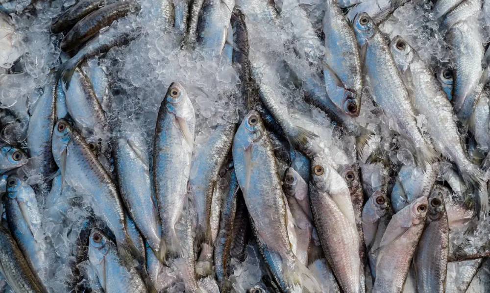 peixe 1