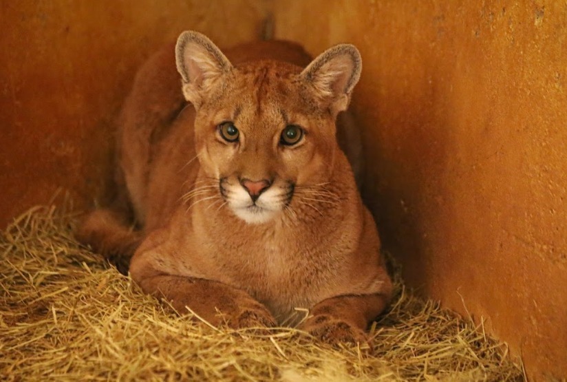 Foto: Bethânia Cristina/Zoo