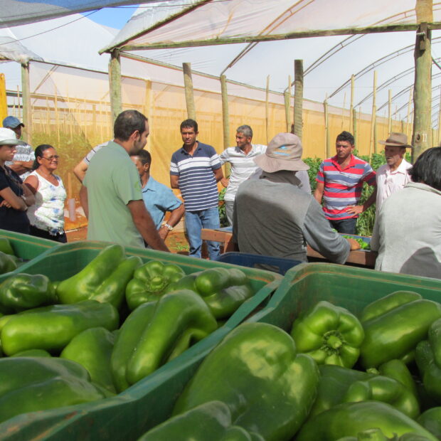 Foto: Divulgação/Emater-DF