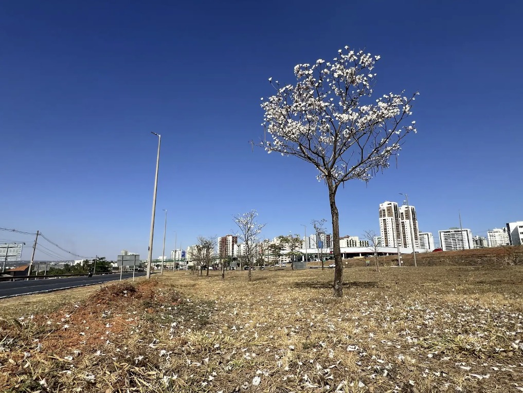 Foto: Novacap/Divulgação