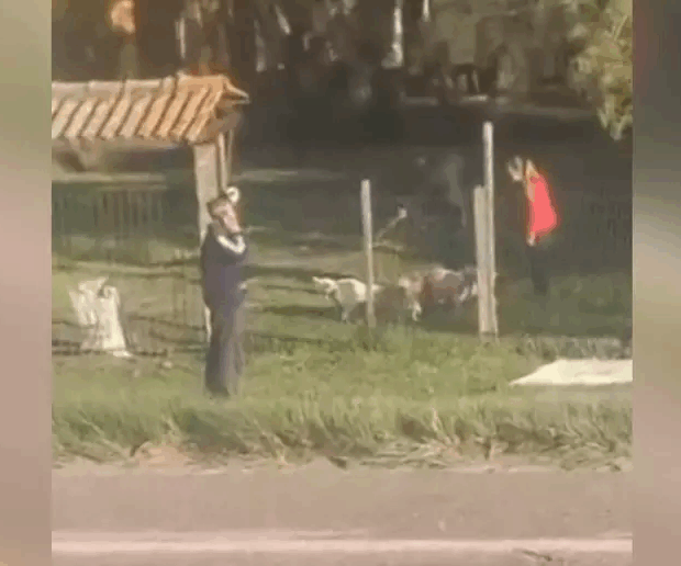 pitbulls atacam idoso