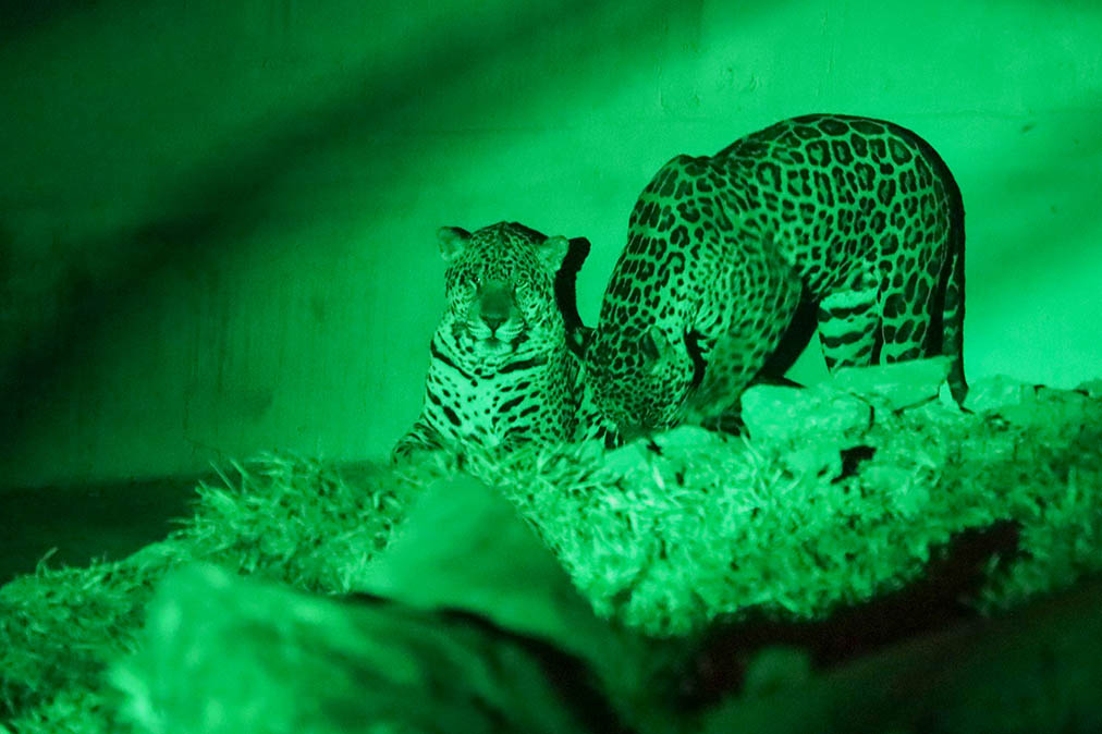 Foto: Tony Oliveira/Agência Brasília