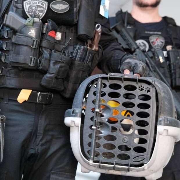 operação da polícia do rj resgata 800 animais silvestres e prende 47 pessoas