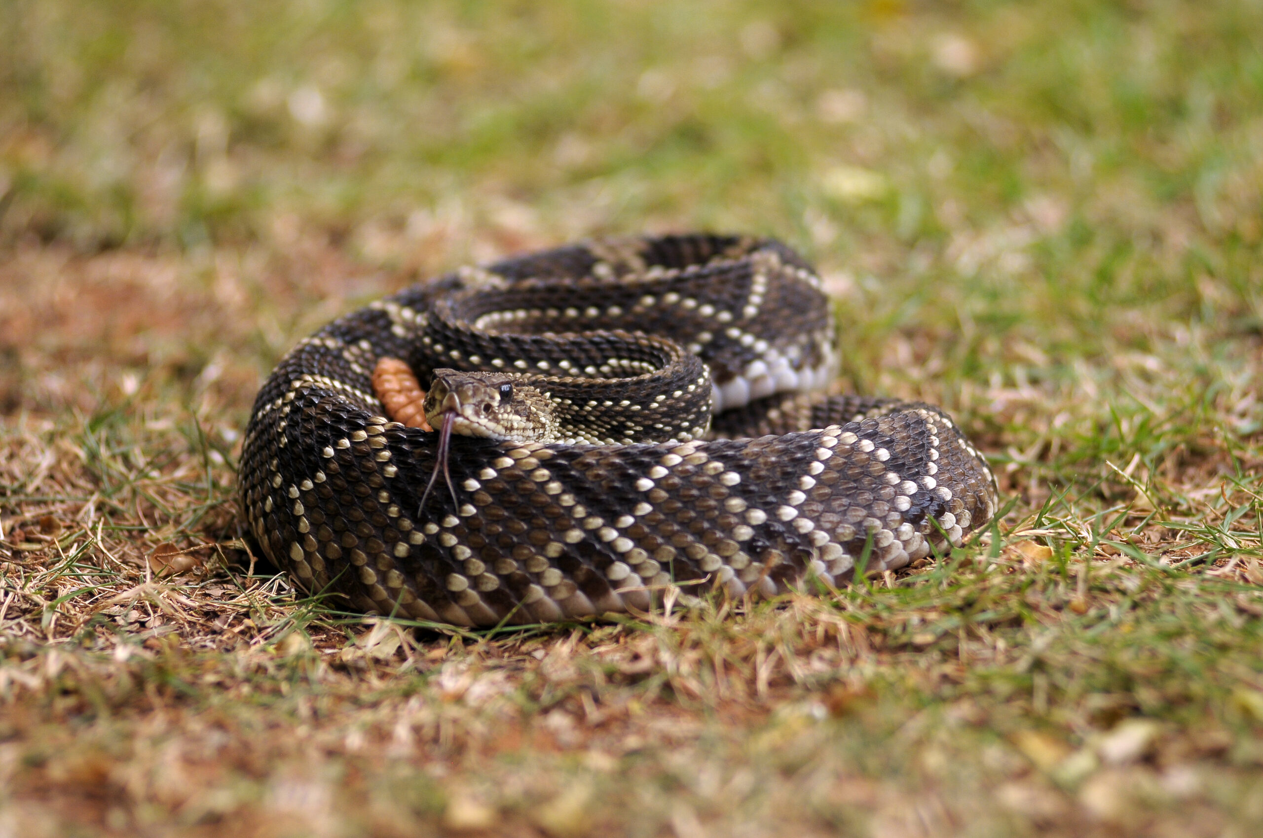 Foto: Matheus Oliveira/Agência Saúde DF