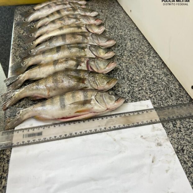Foto: Divulgação/PMDF