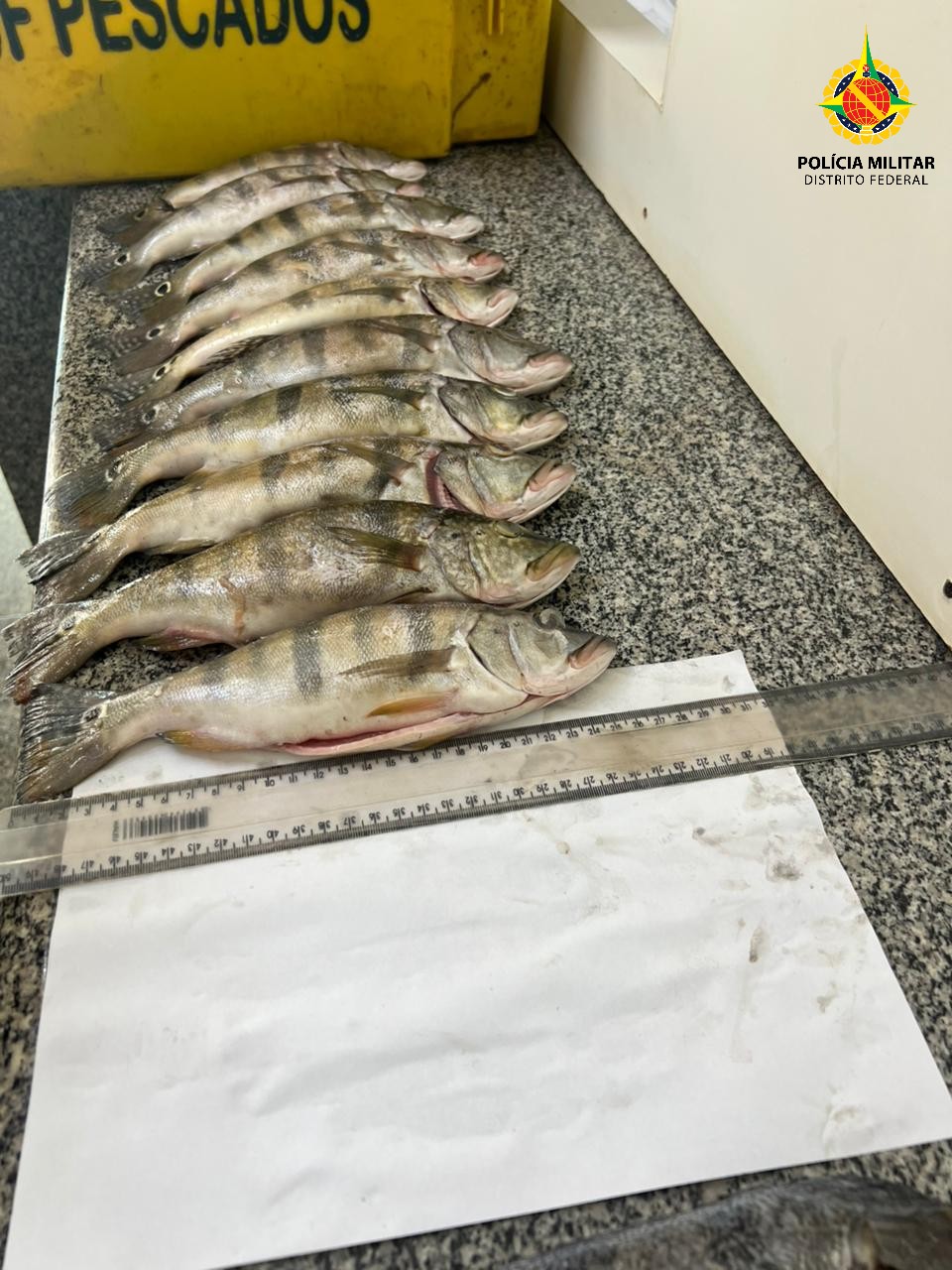 Foto: Divulgação/PMDF