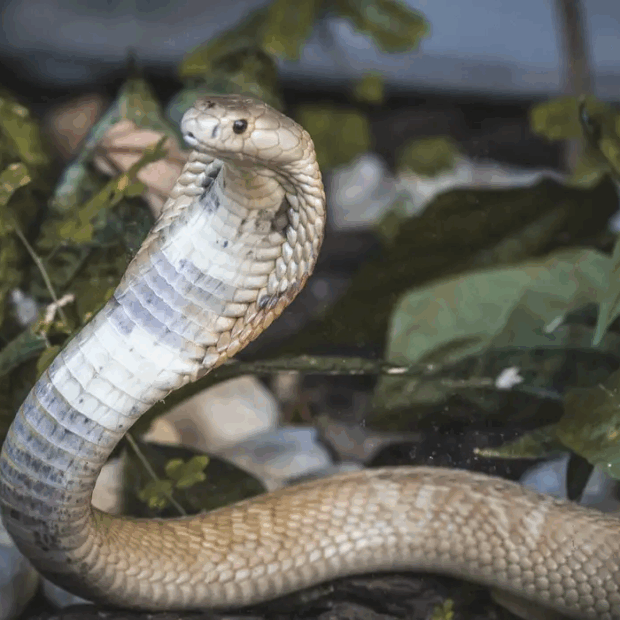 Foto: Ivan Mattos/Zoológico de Brasília