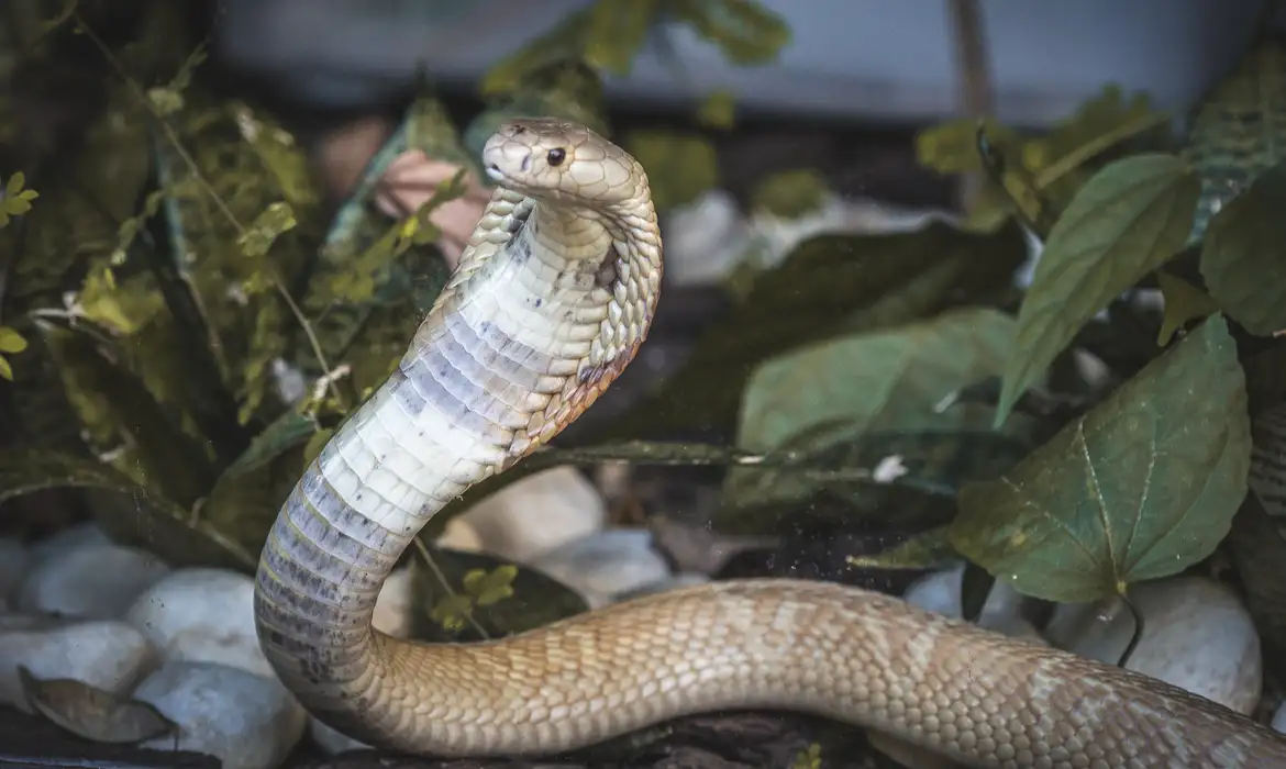Foto: Ivan Mattos/Zoológico de Brasília