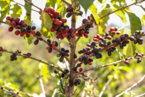 distrito federal celebra dia internacional do café com 193 produtores e crescimento da cafeicultura local