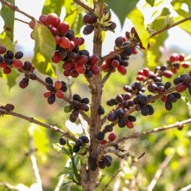 distrito federal celebra dia internacional do café com 193 produtores e crescimento da cafeicultura local