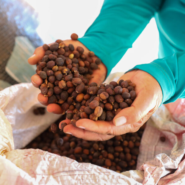 distrito federal celebra dia internacional do café com 193 produtores e crescimento da cafeicultura local (1)
