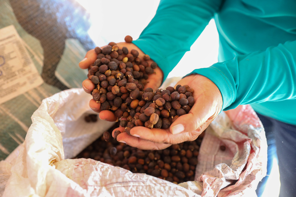 distrito federal celebra dia internacional do café com 193 produtores e crescimento da cafeicultura local (1)