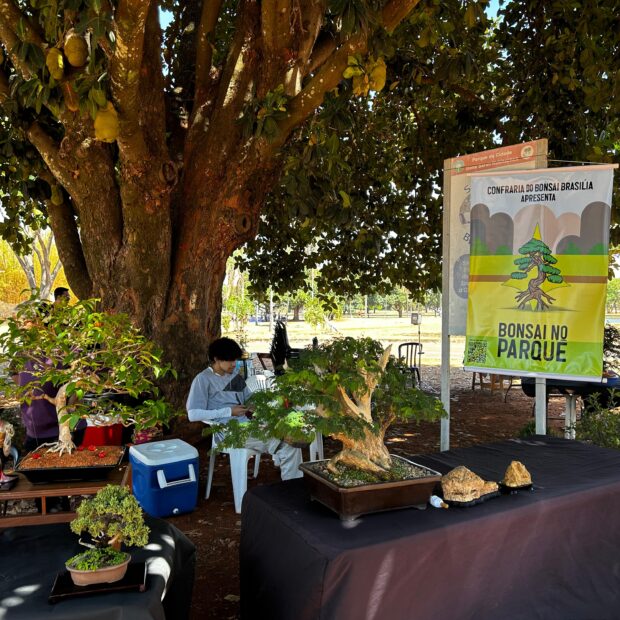 primeiro encontro da confraria bonsai de brasília leva tradição japonesa ao parque da cidade créditos daniel xavier jornal de brasília