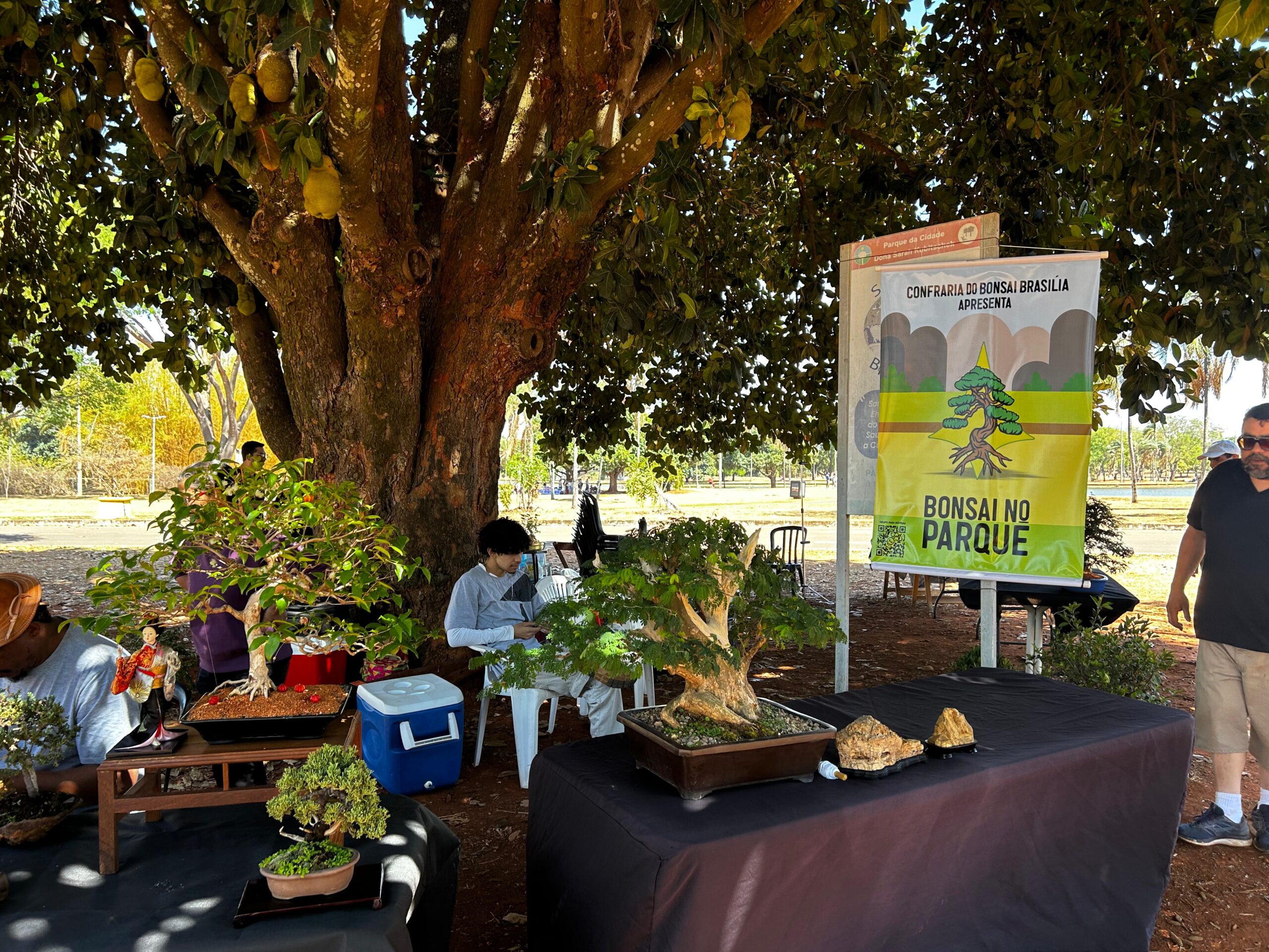 primeiro encontro da confraria bonsai de brasília leva tradição japonesa ao parque da cidade créditos daniel xavier jornal de brasília