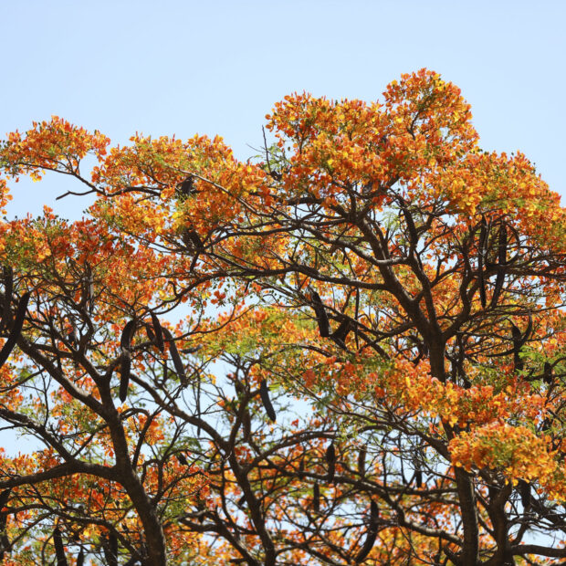 Foto: Matheus H. Souza/Agência Brasília