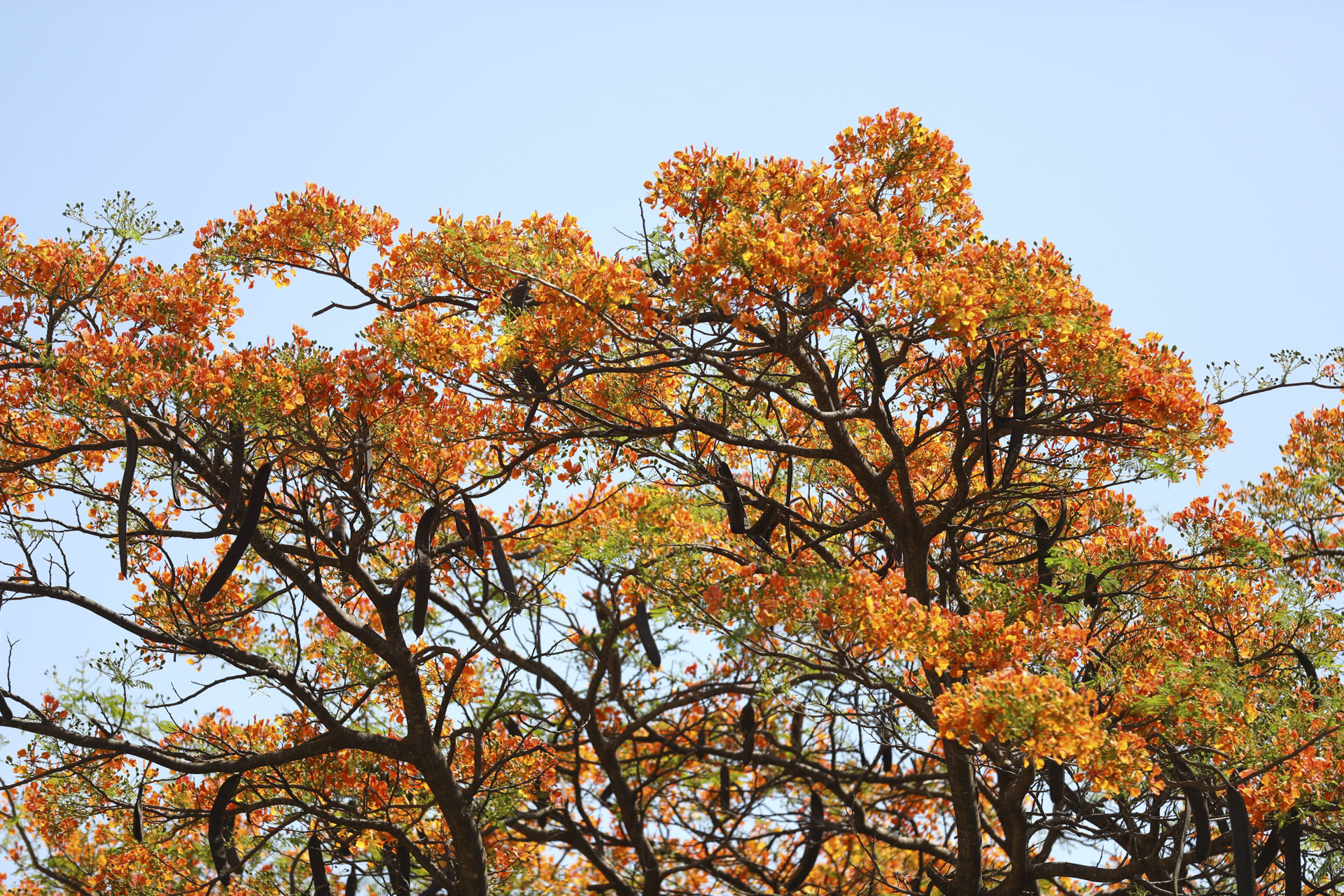 Foto: Matheus H. Souza/Agência Brasília
