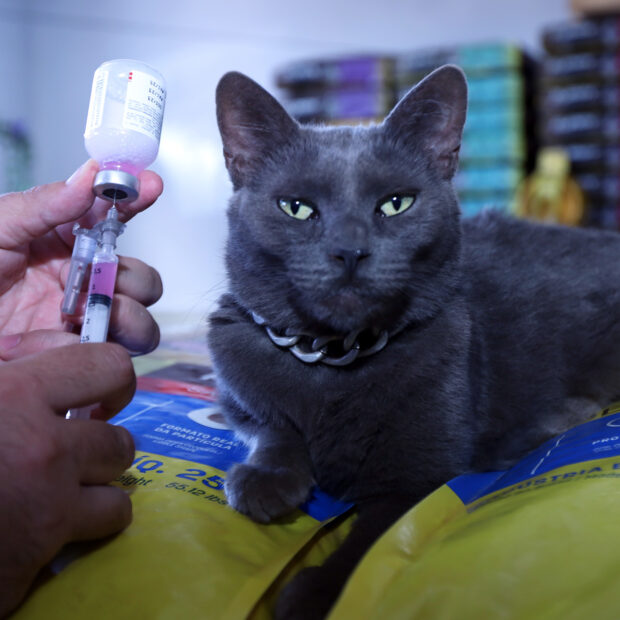 gato