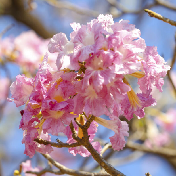 ipe rosa df